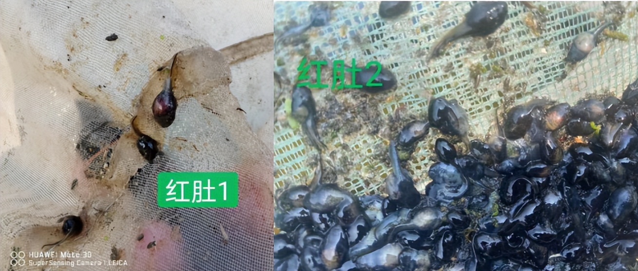 投虾苗后要注意些什么,怎么预防蝌蚪红肚病