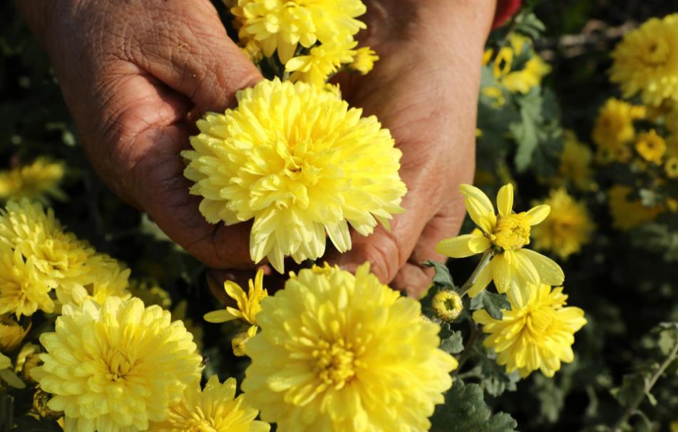 什么样的菊花泡水最好呢,菊花用哪种品种的泡水喝好
