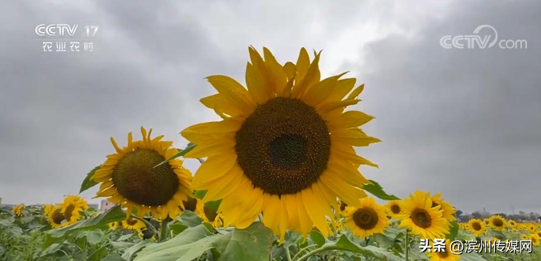 向日葵为什么冲着太阳的方向生长,为什么向日葵要向着太阳生长
