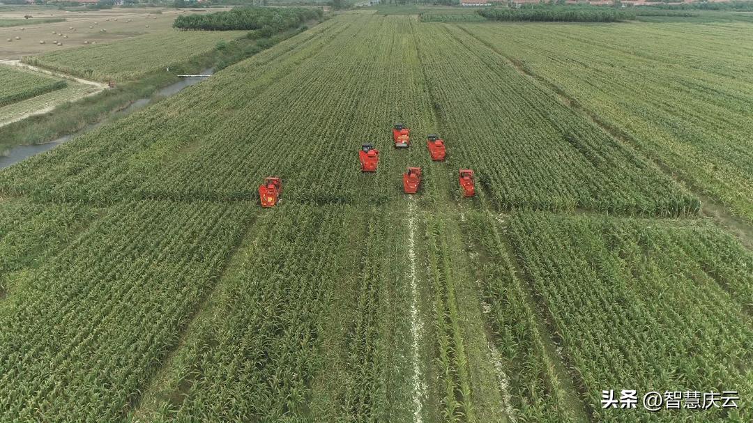 今年农户玉米亩产量,山东德州地区种啥玉米高产