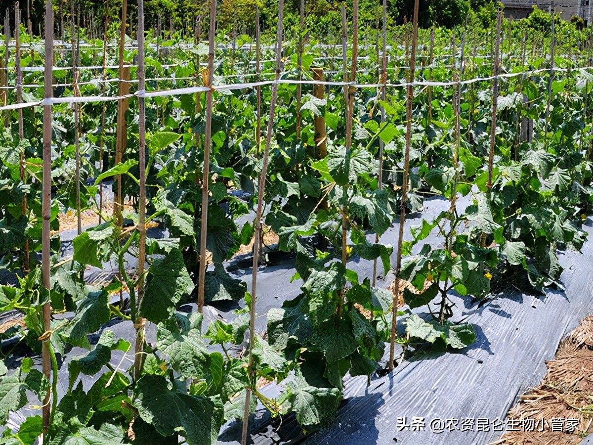 西红柿青枯病跟黄瓜青枯病,黄瓜青枯病的症状图片