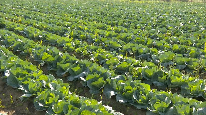 打通物流梗阻纾困滞销蔬菜,周口郸城助农扶农