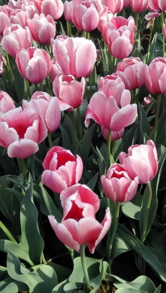 漂亮的郁金香随手一拍都是美景,春天的郁金香花海美得不可方物