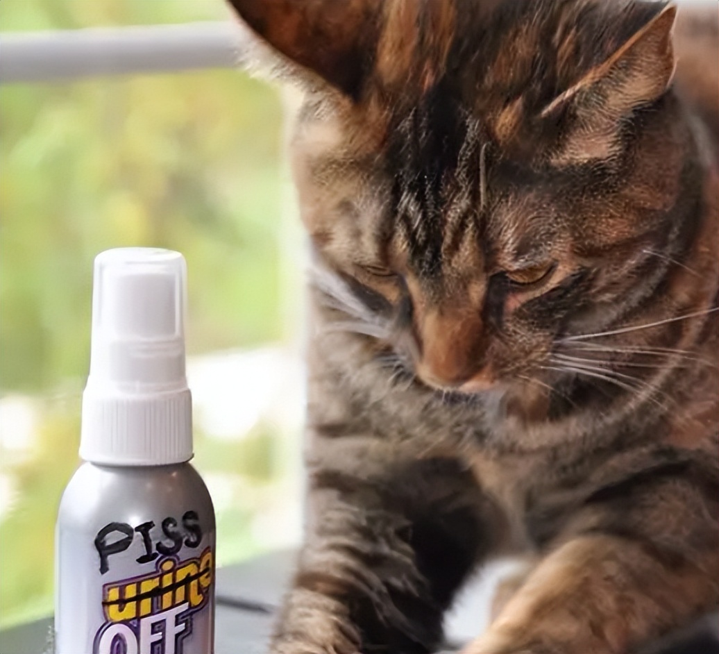 新手养猫不迷路，第一次养猫准备这些就够了