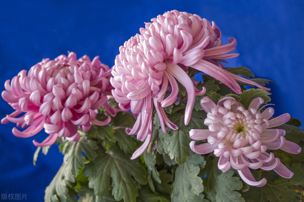 冷血的人有什么心理缺陷,冷血的人有感情吗