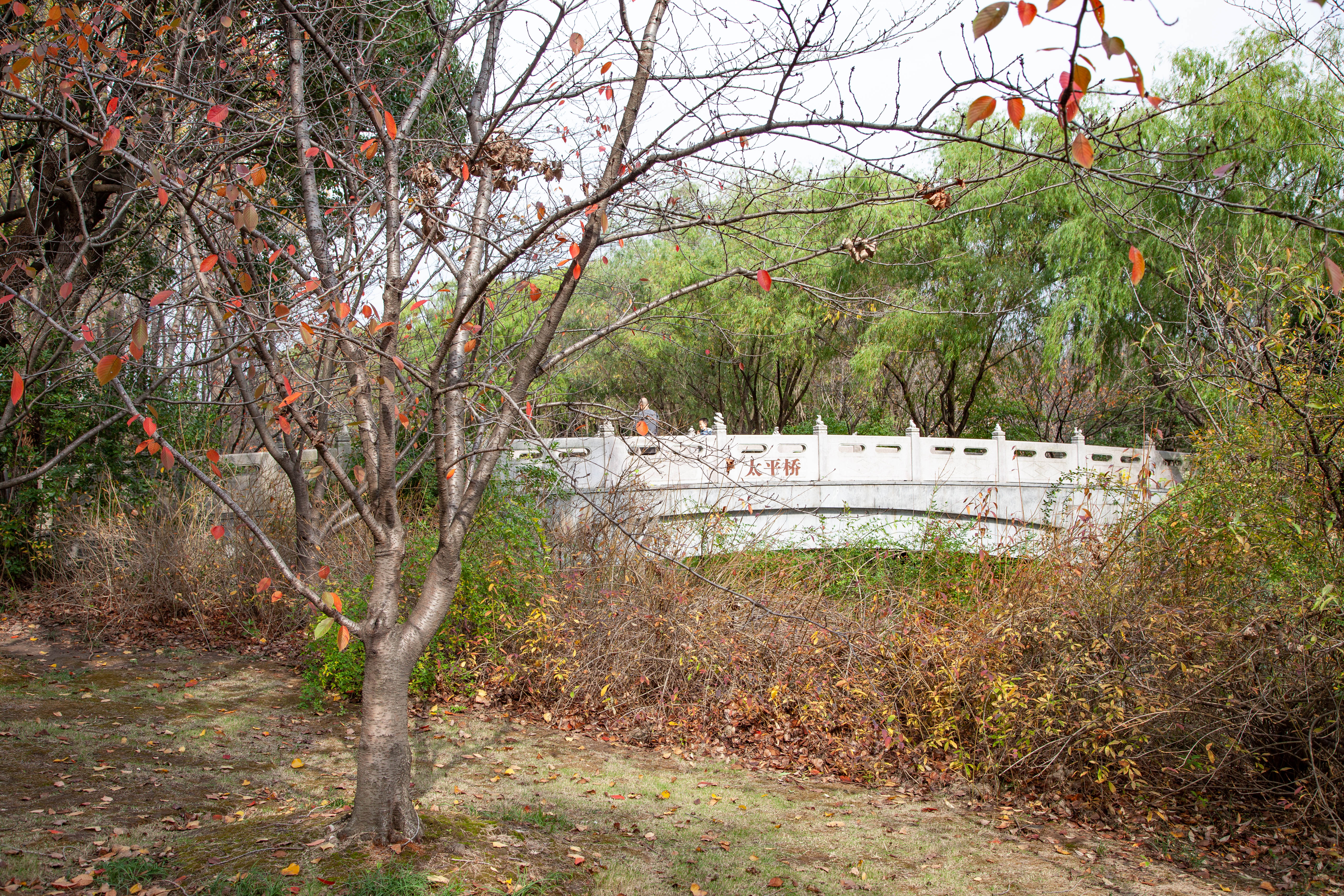 宝山顾村历史,上海宝山顾村老街