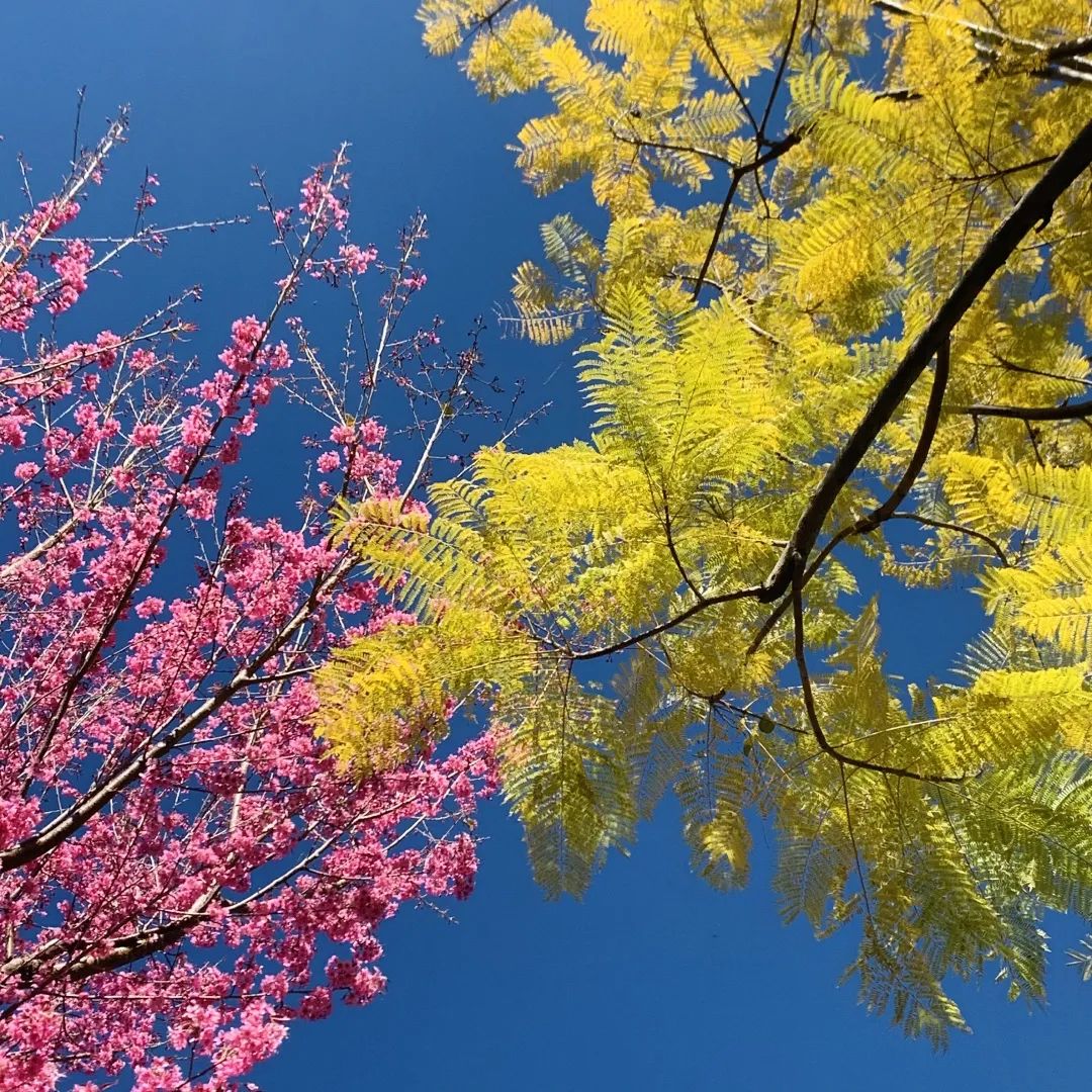 冬季洱海看海鸥最佳地方,这个冬天洱海该有多浪漫