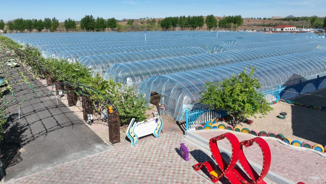 乡村振兴产业发展促丰收,乡村振兴大棚葡萄