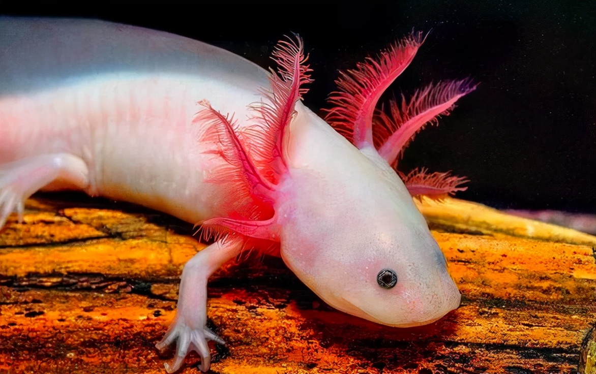 十年不吃不动还能存活的动物,可能还幸存的十大动物