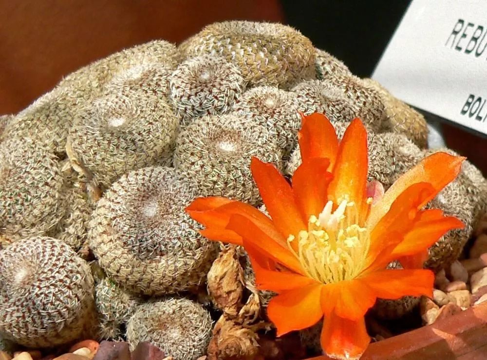 200种·仙人球开花图鉴，大开眼界，美到爆