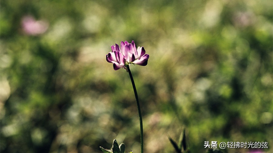 中国史上最美36首诗词,中国最美诗词十首