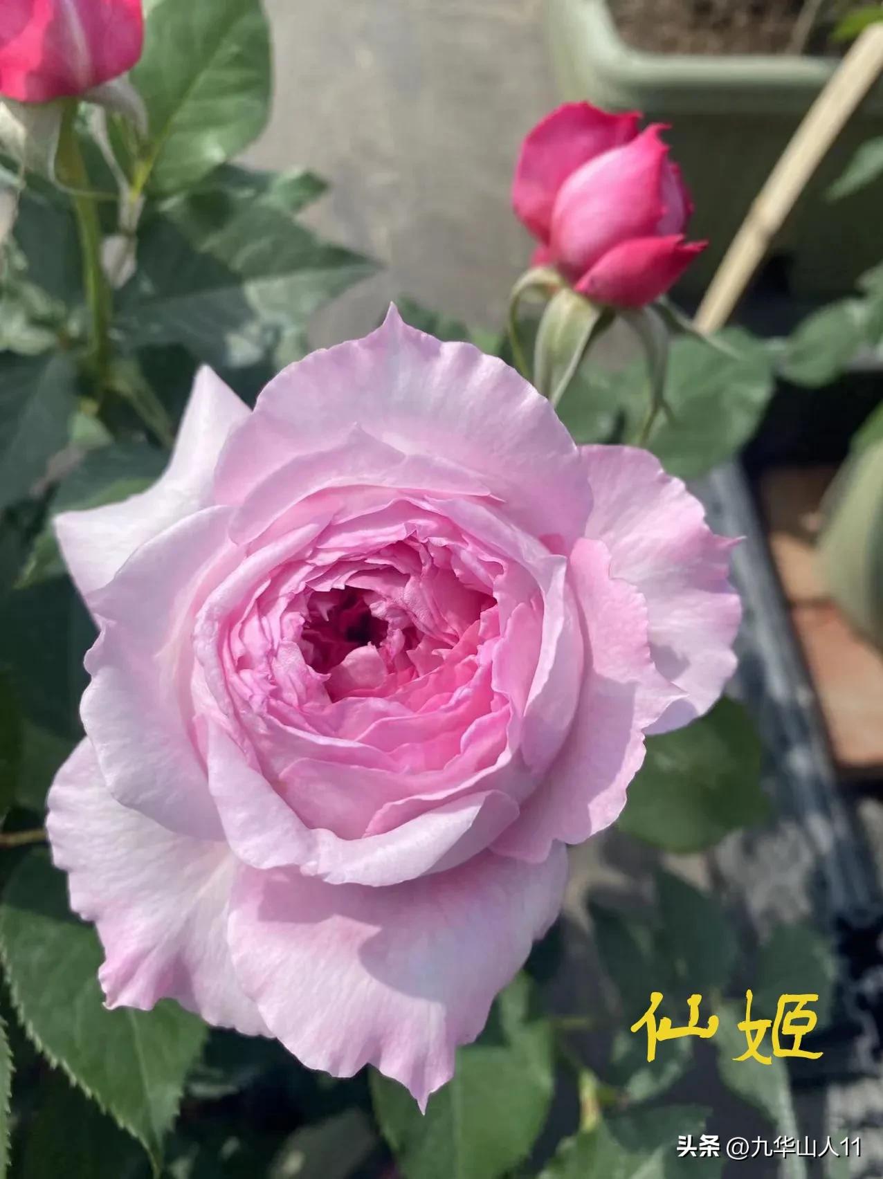 天狼月季新品预售,天狼月季官方旗舰店烛光月季