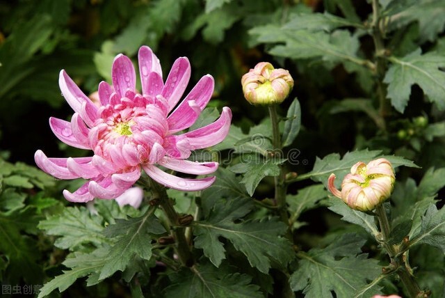 菊花的花期养护视频,菊花的春夏季怎样管理