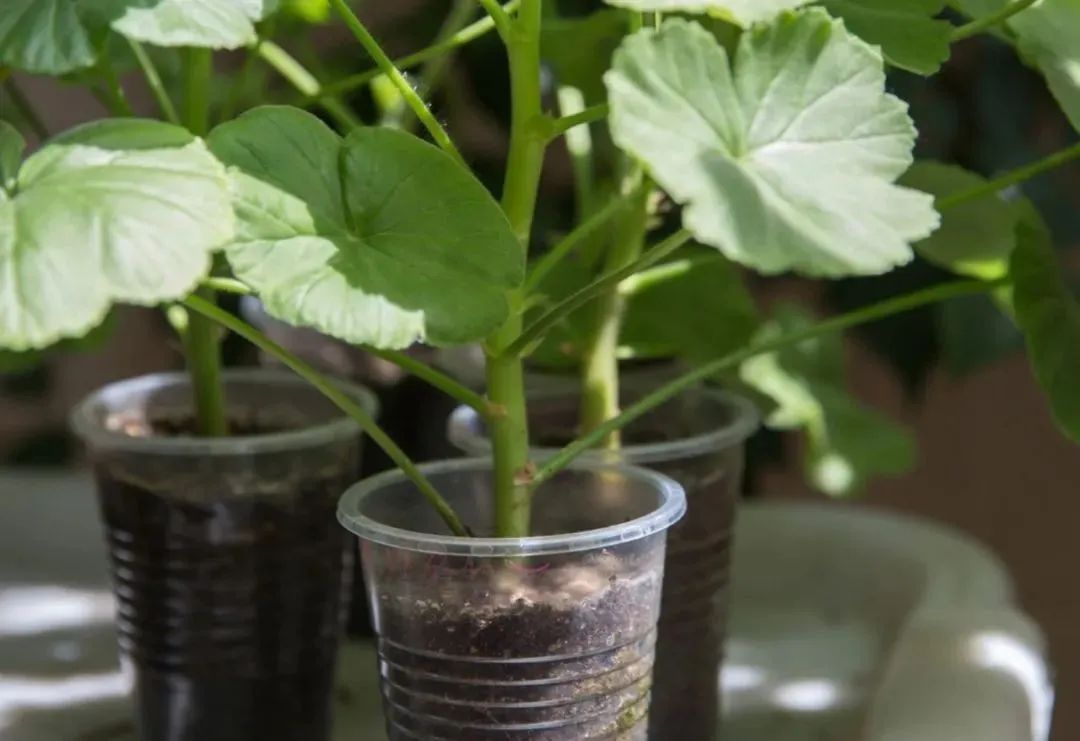 入门天竺葵的扦插方法图解,天竺葵扦插跟绣球扦插方法一样吗