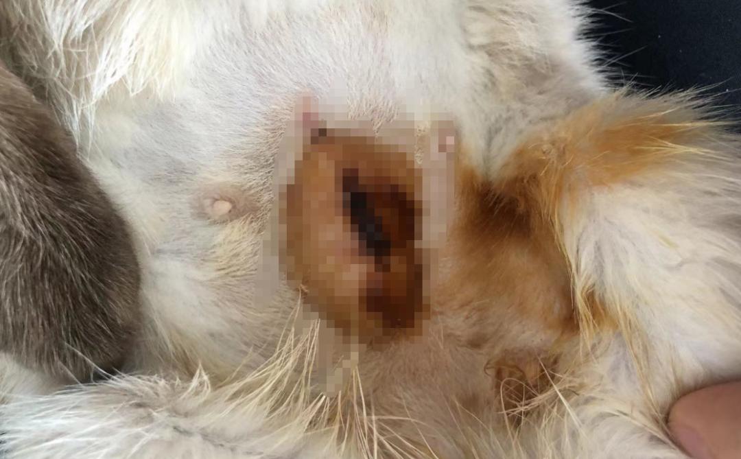母猫绝育后尿道口有脓,母猫绝育后伤口发炎