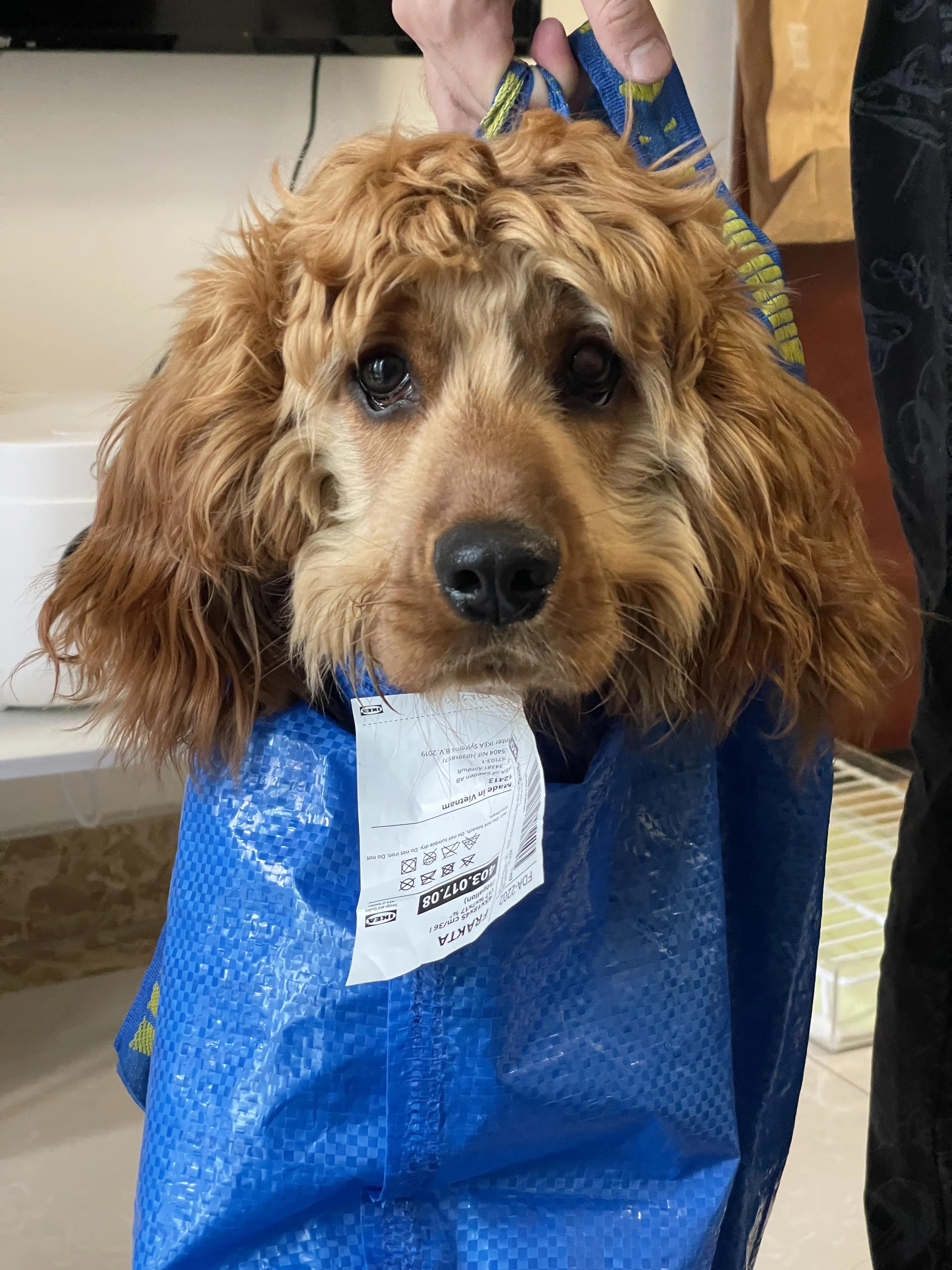 我不是金毛，是英国可卡犬—水煎包的自我介绍,包子麻麻的讲述