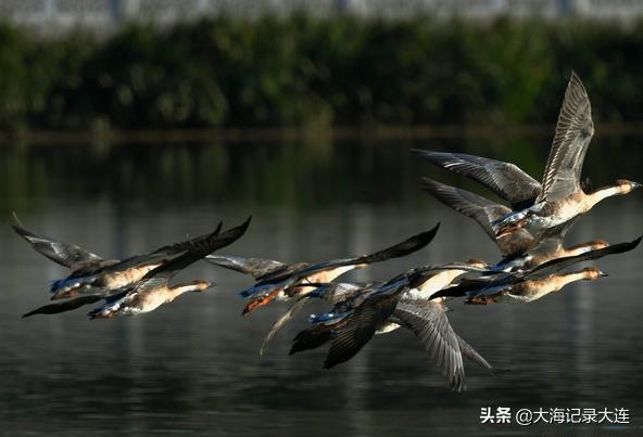 温泉旅顺老铁山,大连老铁山温泉攻略