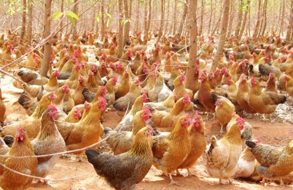 76岁农村大爷养鸡赚钱,小伙子在农村养鸡致富