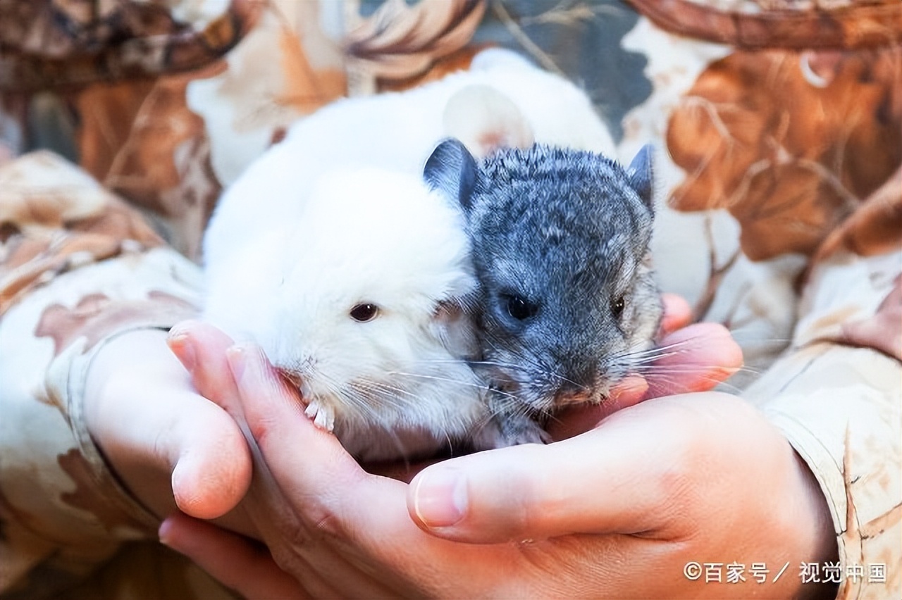 养龙猫的坏处哪些人不适合养龙猫,咋养龙猫