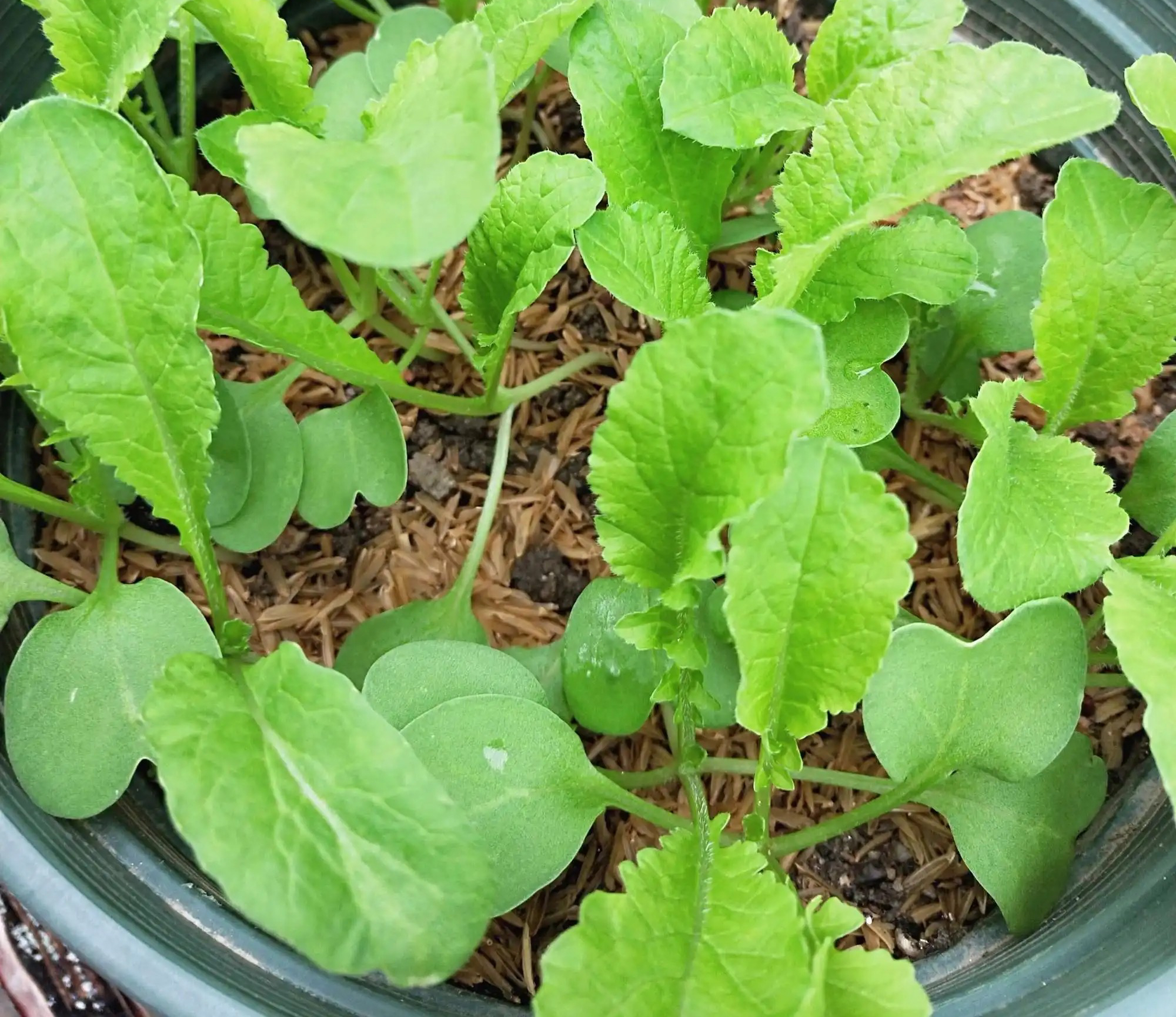 阳台夏天种这六种菜,阳台种花种菜需要几个小时的光照
