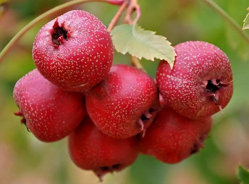 发现癌症不进行治疗会有什么后果,假如发现癌症却不治疗最后怎样