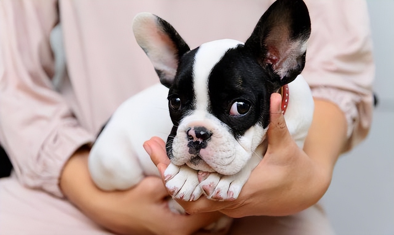 哪种宠物狗卖得最好养,养狗首选这7种狗价格便宜又漂亮