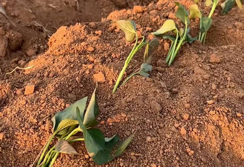 红薯苗栽种时是平地栽还是起垄栽,红薯苗怎么栽才能高产