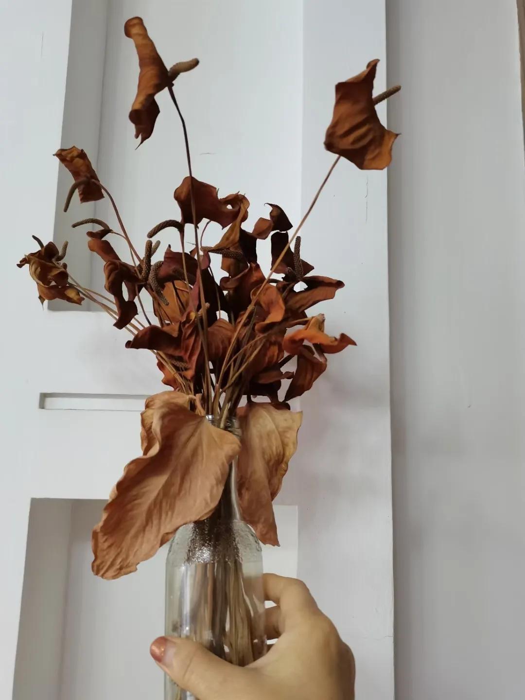 粉掌枯萎后修剪方法,粉掌花干枯怎么补救