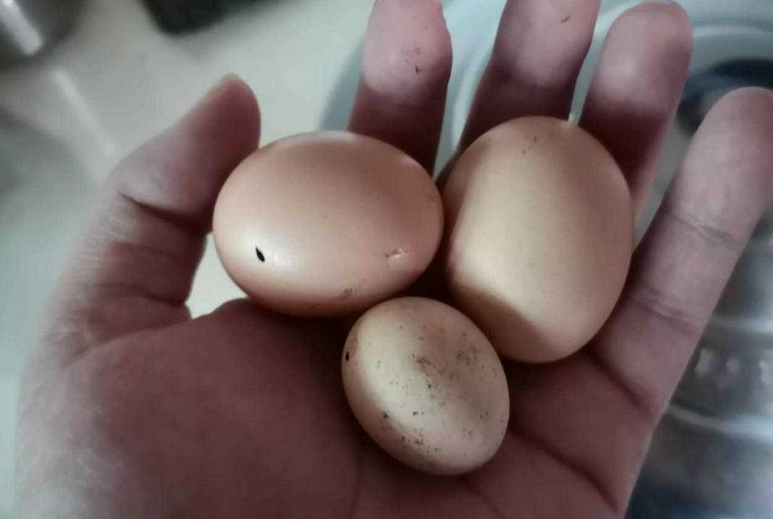 鸡产小蛋是怎么回事,为什么鸡会生小蛋