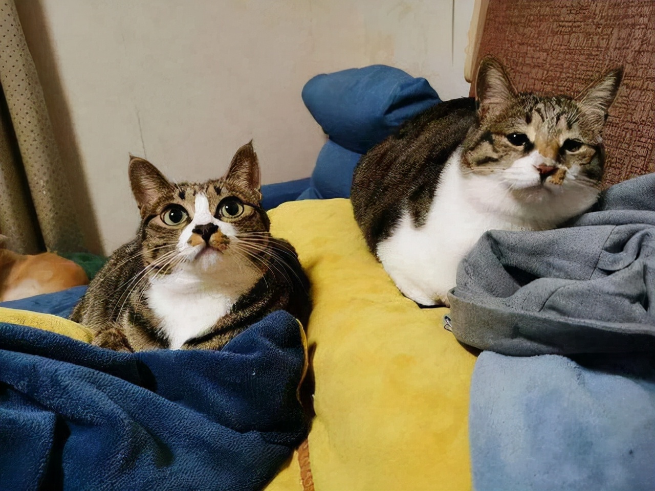 不要轻易养汪星人,不要轻易养宠物养了就要负责