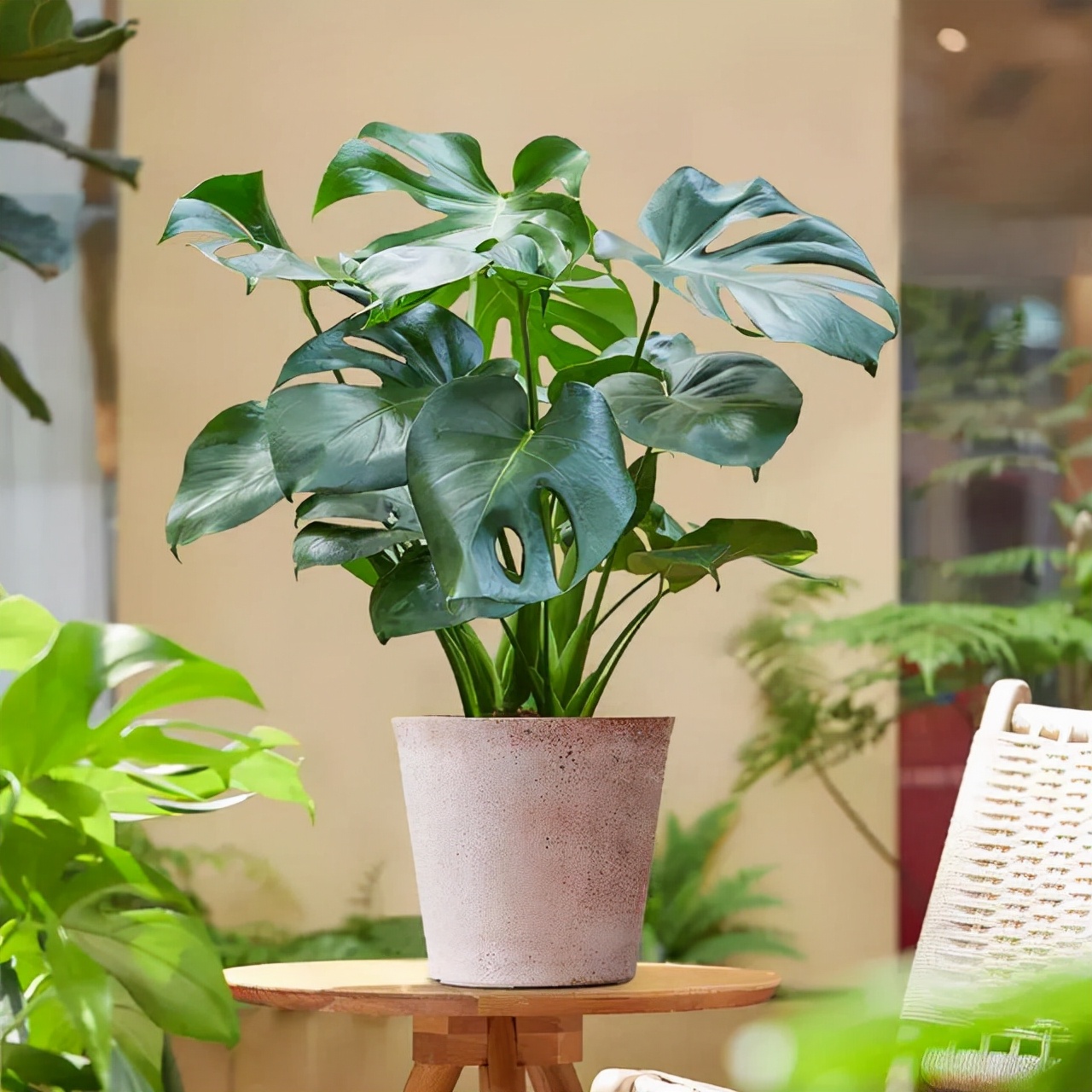 10种公认客厅最好养的花,适合客厅养的懒人花