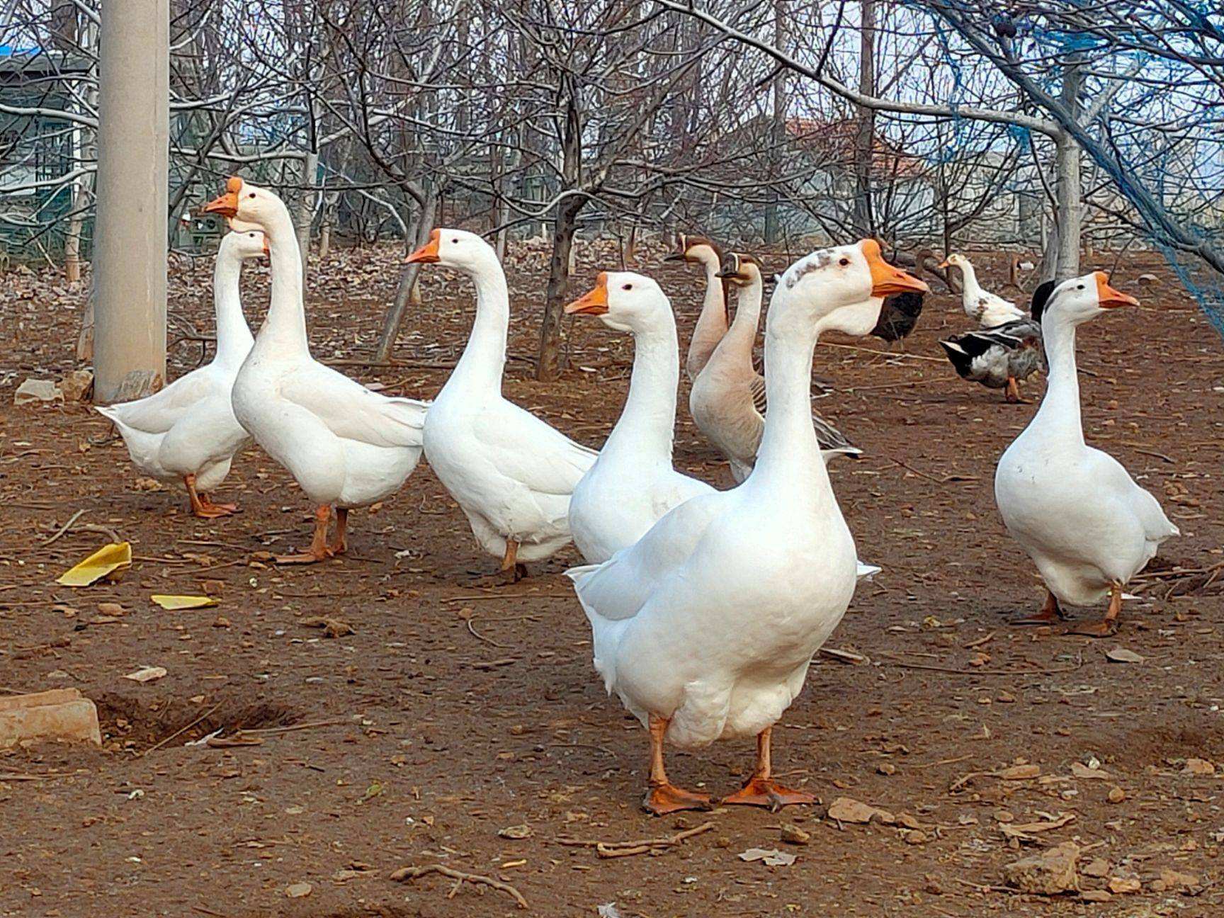 吓人!深圳一工地挖出3条超70斤大蟒蛇,不怕雄黄它究竟怕什么?