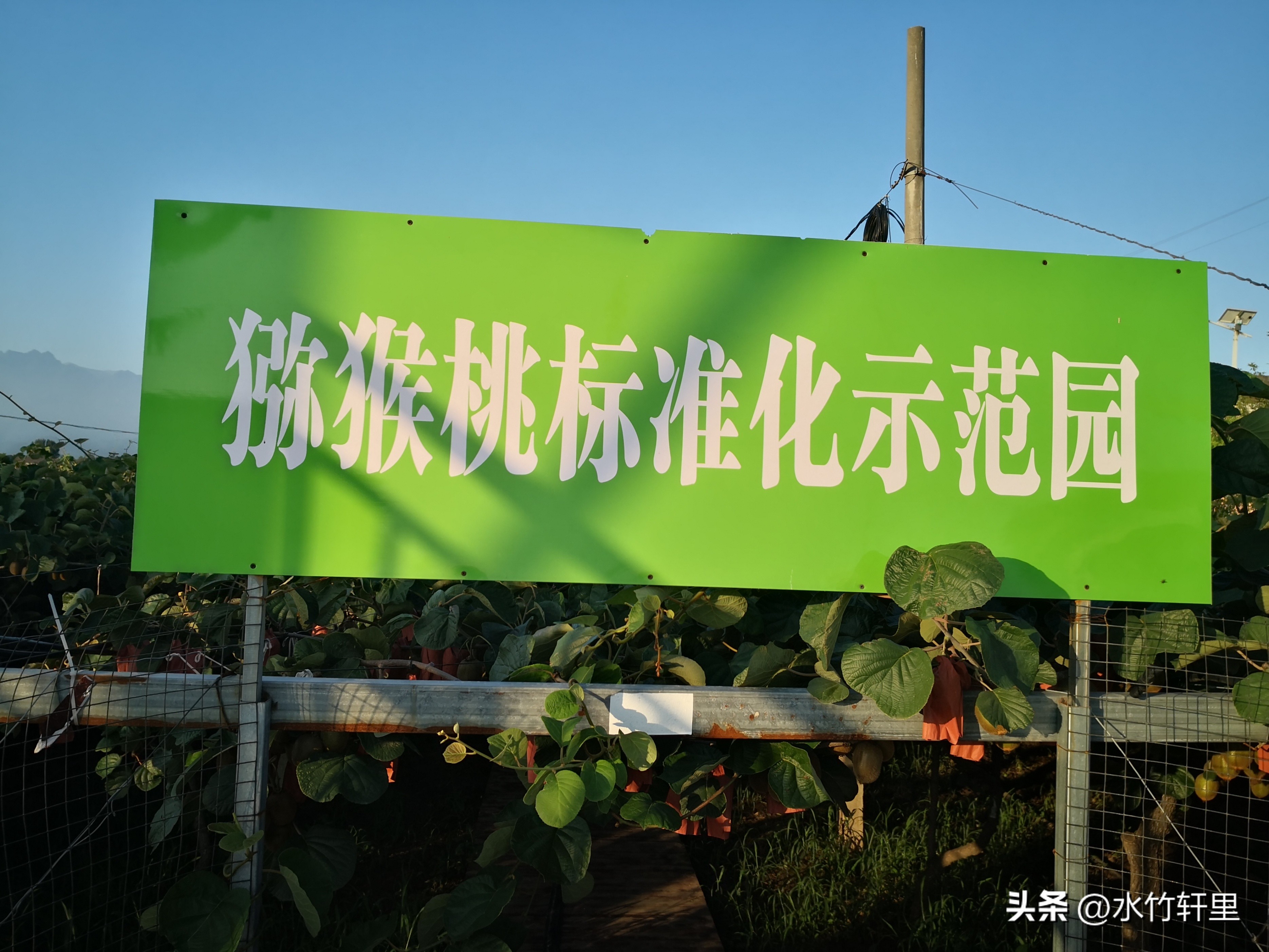 猕猴桃蒸熟了吃好吗,猕猴桃滞销了怎么办