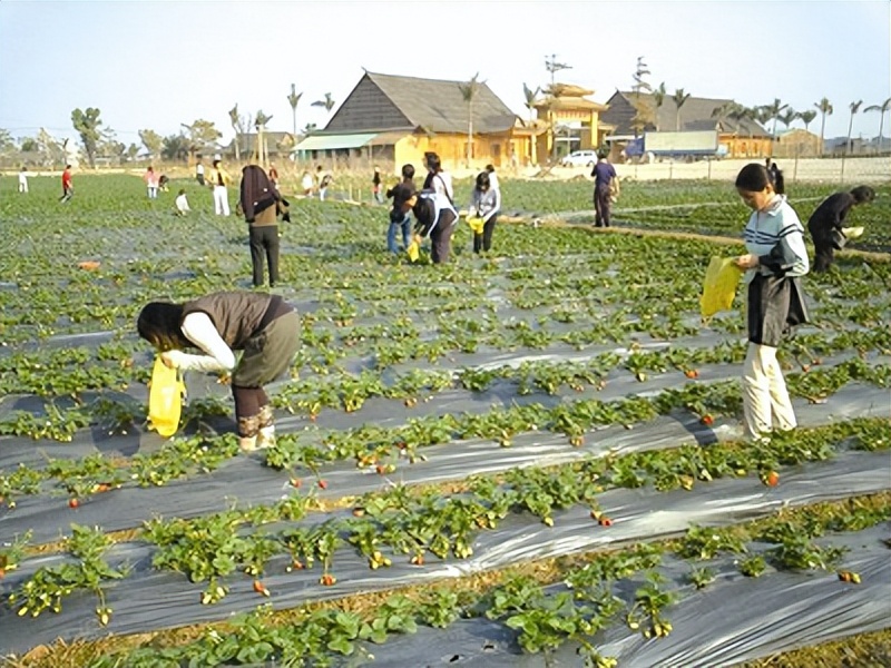 从谷物、蔬菜和肉类价格变化看新农村建设背景下的创业机会。