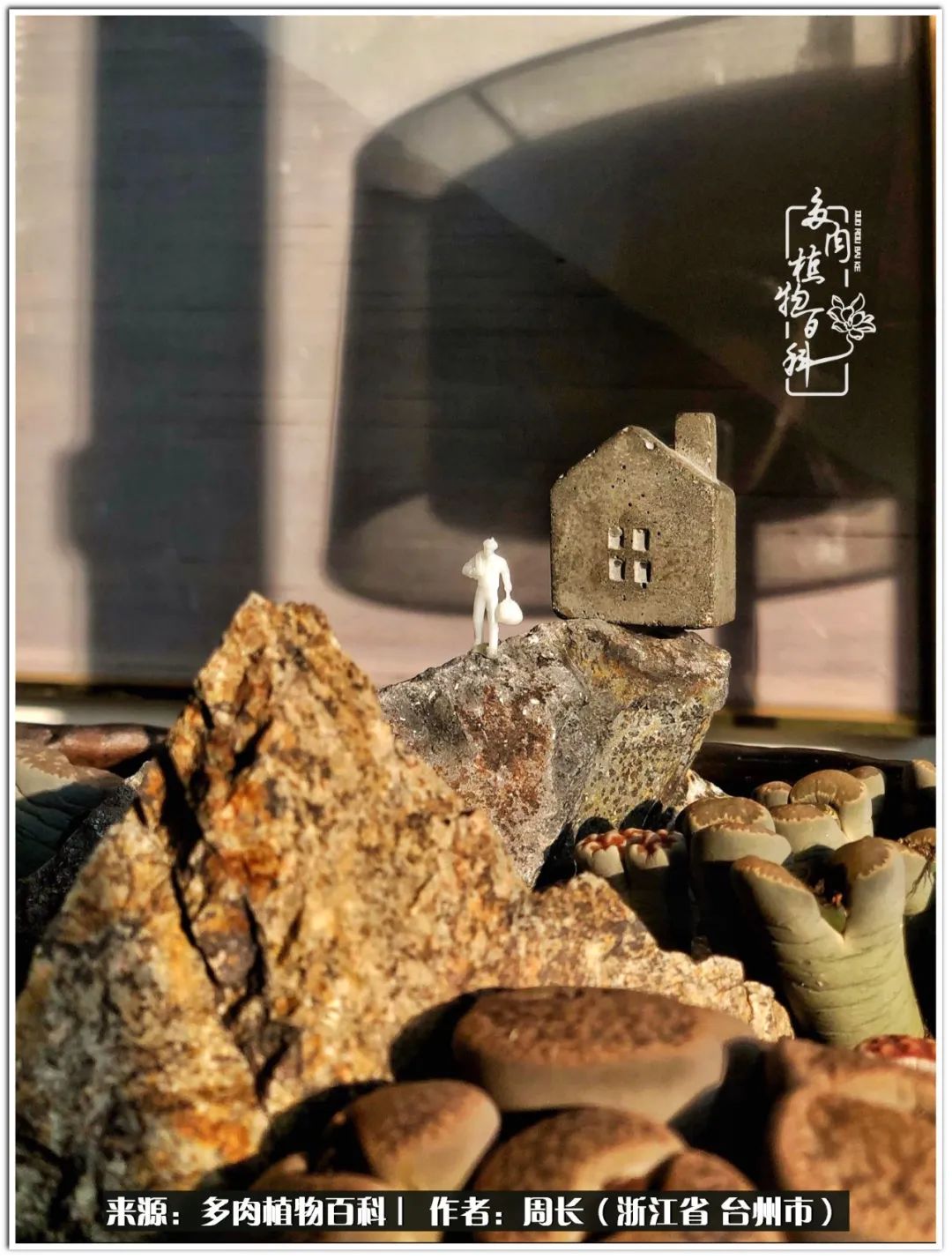 多肉拼盘新手入门,多肉拼盘说说