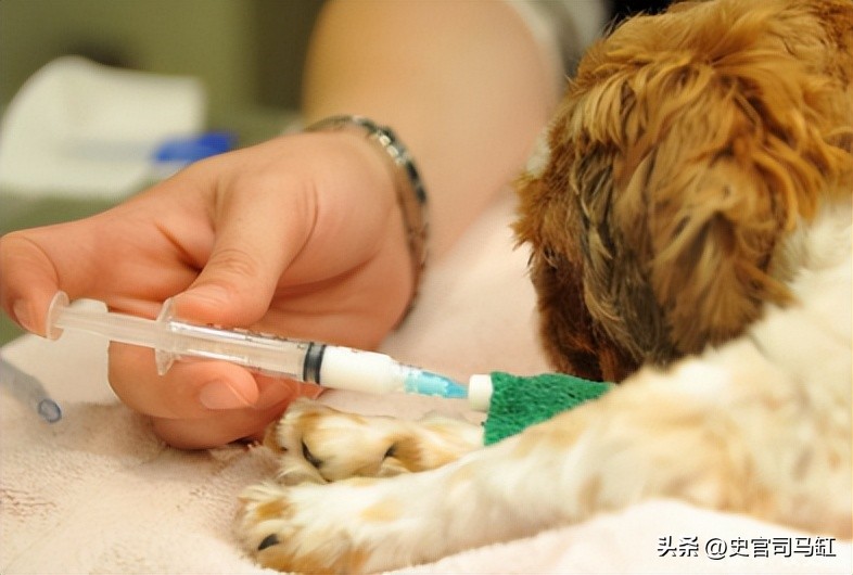 “美女兽医”简稚澄：给700只流浪狗安乐死后自杀，网友：心痛！