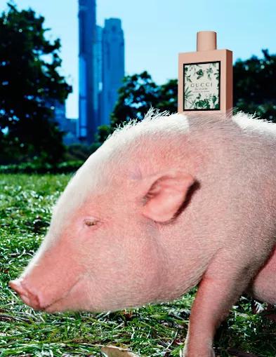 gucci为歧视道歉,gucci广告韩国