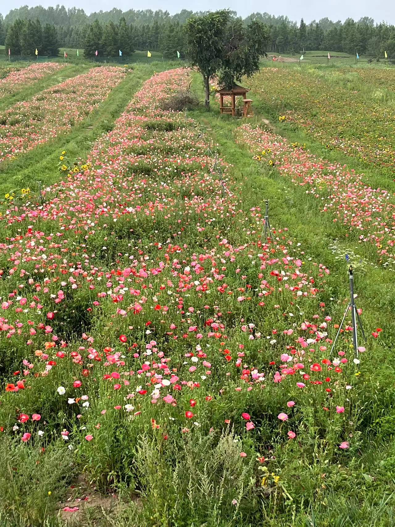 腰椎间盘突出自愈案例,腰椎爆裂性骨折减压手术记录