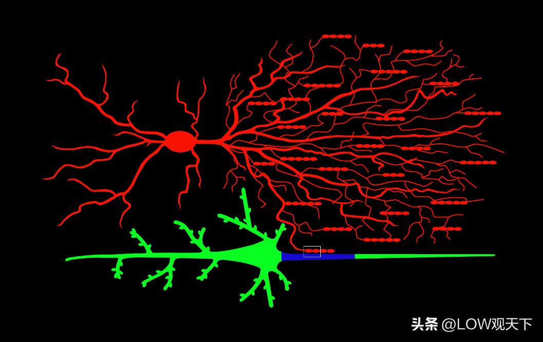 大脑中的神经元多意味着什么,大脑神经元的作用是什么