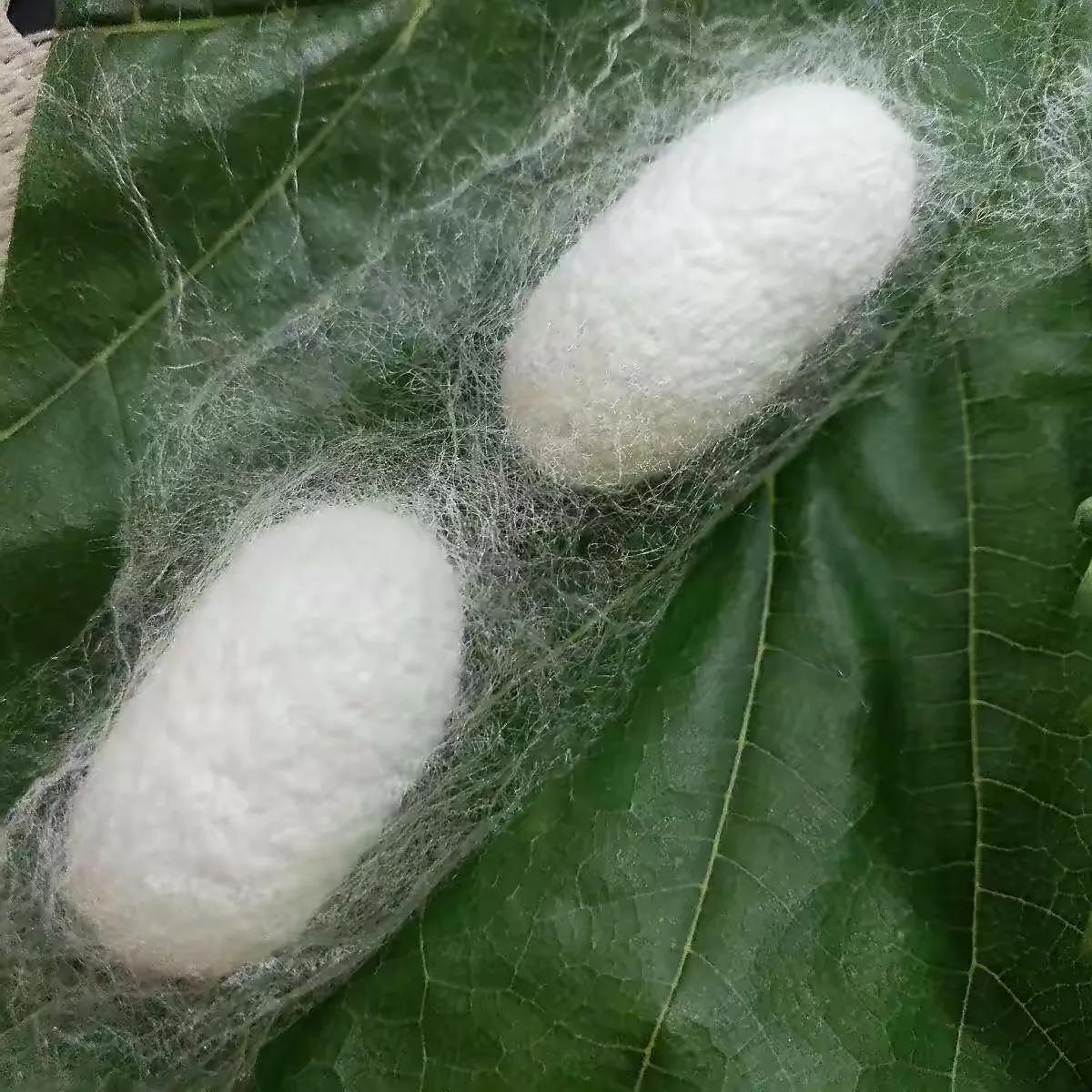 田地上的桑葚有什么作用,养蚕除了桑葚叶其他叶子可以吗