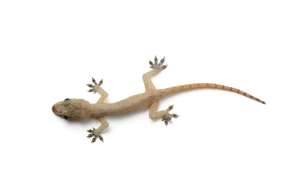 壁虎不是益虫吗为什么是五毒之一,壁虎既然是益虫为什么还是五毒