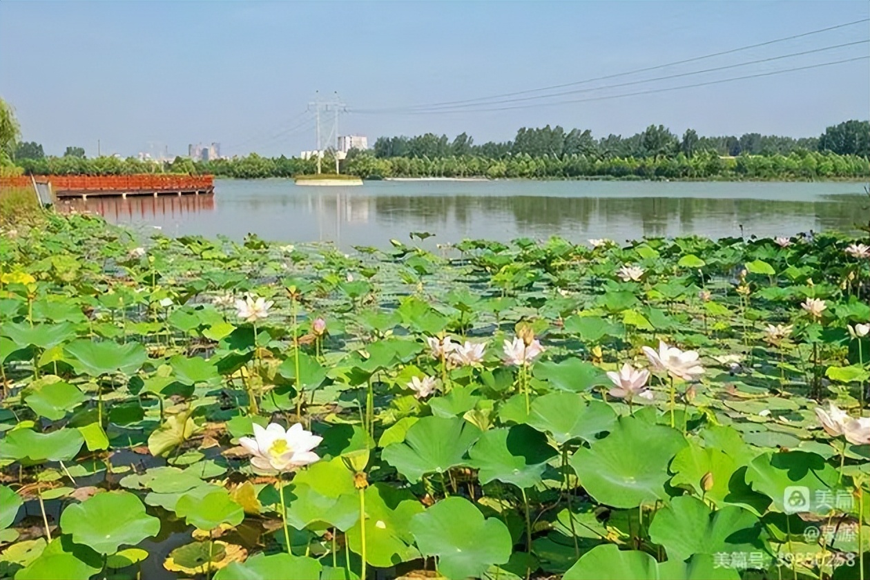 临颍县千亩湖视频,漯河临颍县千亩湖