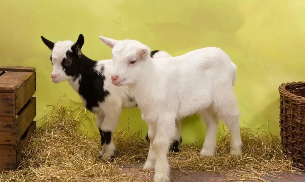 羊脱毛消瘦是什么原因,羊杀后脱毛的正确方法