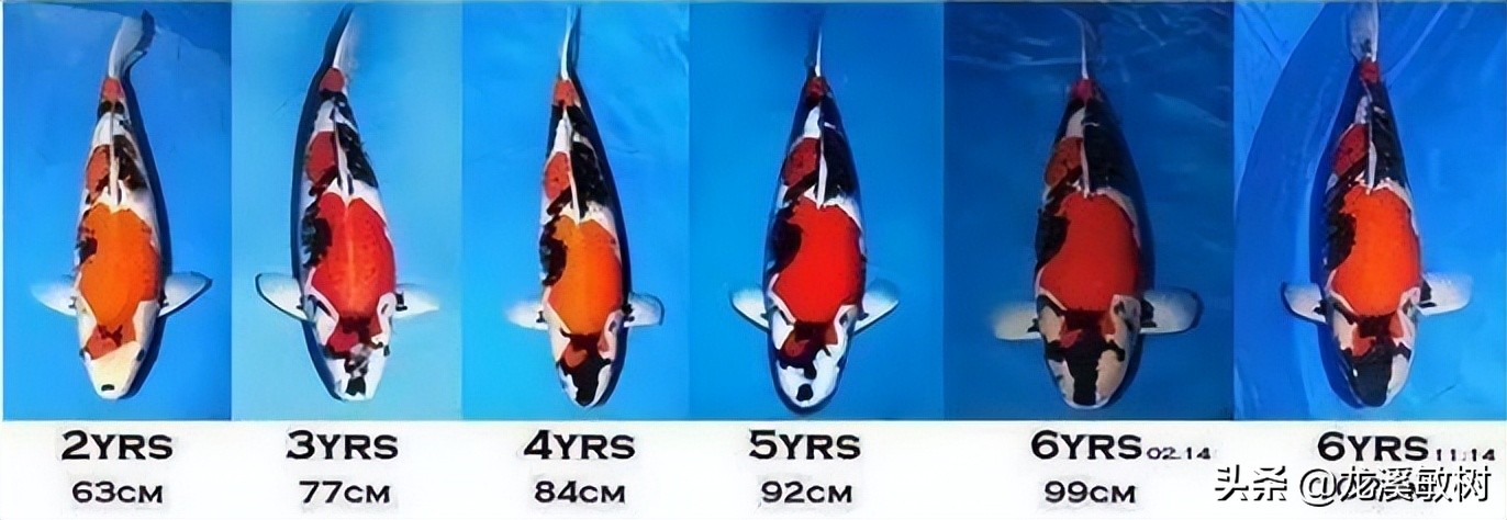 锦鲤分多少种什么样的锦鲤最好养,锦鲤要怎么选才能选到好的锦鲤