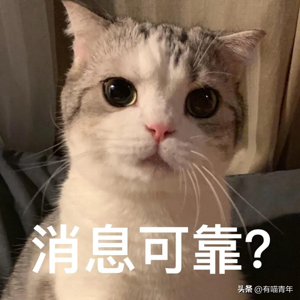 未来猫能活到30岁？？铲屎官听说后狂喜，怒捐3亿！！