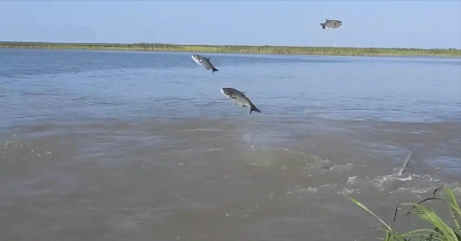 长江野生鲥鱼还有没有,现在长江鲥鱼怎么样了