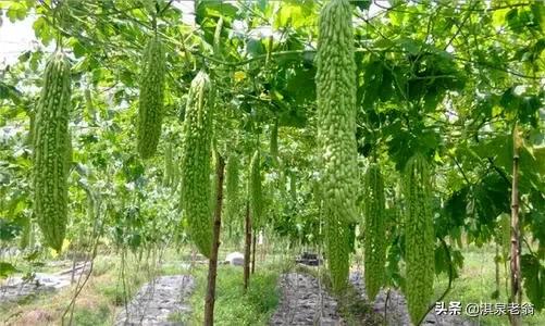 如何种植苦瓜高产又好吃,苦瓜种植有技巧教你如何种好苦瓜