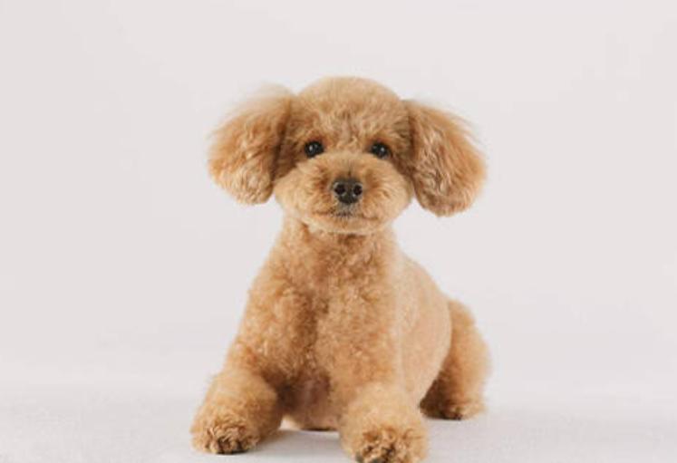 养狗小妙招灰泰迪,养狗小技巧泰迪母狗