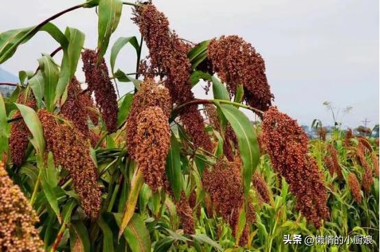 河南杜康和白水杜康口感,白水杜康和杜康酒哪个是粮食酒