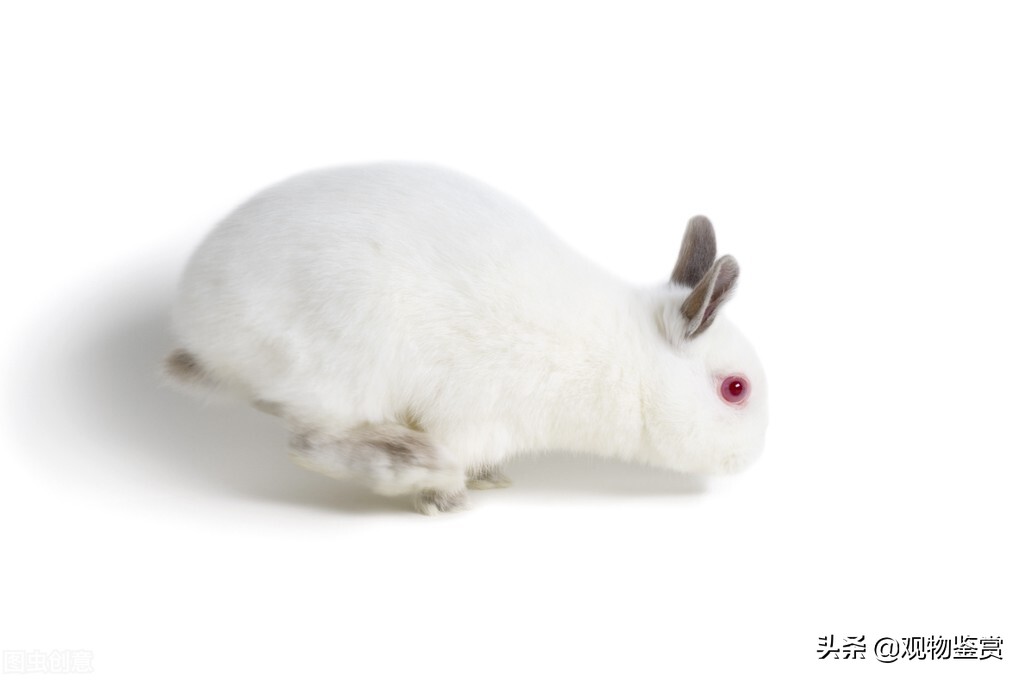 兔子怎样跳,兔子跳的秘诀是什么